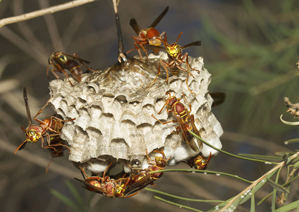 Paper Wasp-3